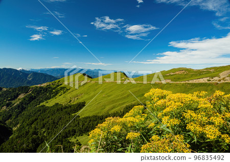 Yellow Flower blossom in the Hehuanshan mountain 96835492