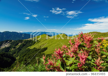 Rumex Flower blossom in the Hehuanshan mountain Rumex Flower blossom in the Hehuanshan mountain 96835493