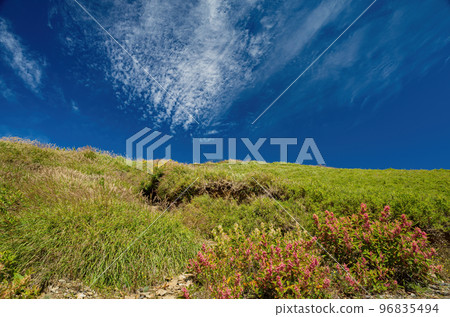 Rumex Flower blossom in the Hehuanshan mountain Rumex Flower blossom in the Hehuanshan mountain 96835494