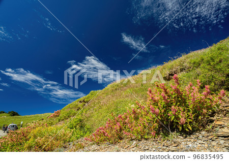 Rumex Flower blossom in the Hehuanshan mountain Rumex Flower blossom in the Hehuanshan mountain 96835495