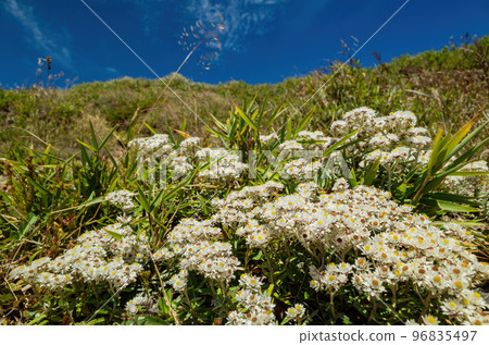 Anaphalis margaritacea Flower blossom in the Hehuanshan mountain Anaphalis margaritacea Flower blossom in the Hehuanshan mountain 96835497