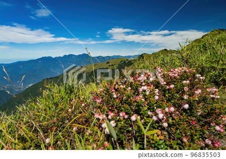 Flower blossom in the Hehuanshan mountain 96835503