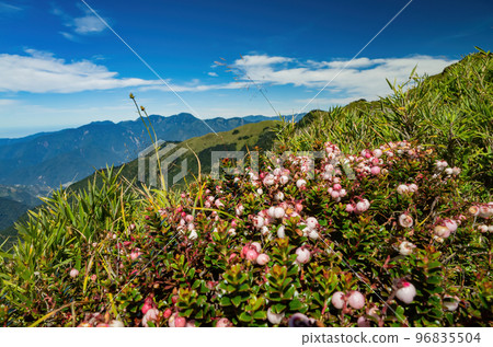 Flower blossom in the Hehuanshan mountain 96835504