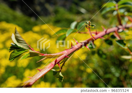 Close up shot of Rosa Virginana Close up shot of Rosa Virginana 96835524