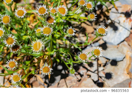 Erigeron annuus Flower blossom in the Hehuanshan mountain 96835563