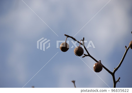Handkerchief nuts are in full bloom 96835622
