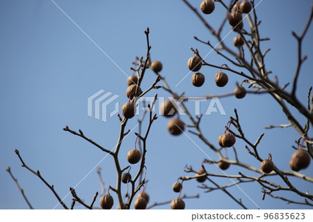 Handkerchief nuts are in full bloom Handkerchief nuts are in full bloom 96835623