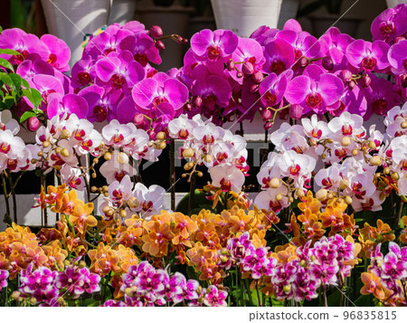 Close up shot of orchid flower blossom in Lou Lim Ioc Garden Close up shot of orchid flower blossom in Lou Lim Ioc Garden 96835815