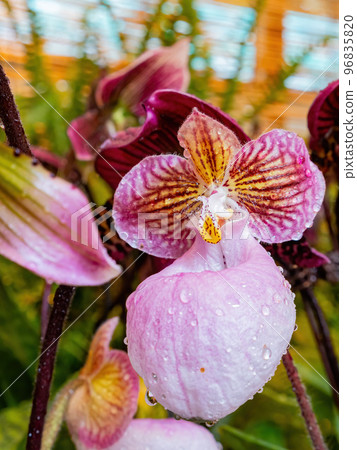 Close up shot of orchid flower blossom in Lou Lim Ioc Garden Close up shot of orchid flower blossom in Lou Lim Ioc Garden 96835820