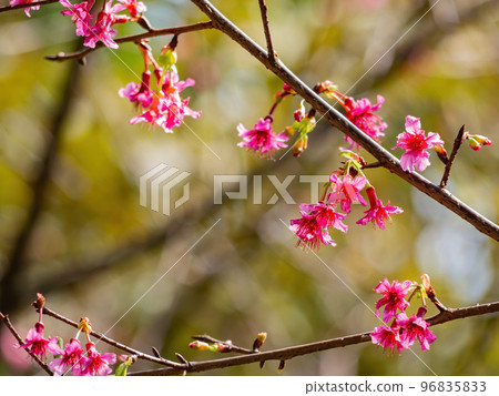 Close up shot of cherry flower blossom in Lou Lim Ioc Garden 96835833