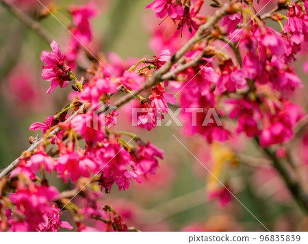 Close up shot of cherry flower blossom in Lou Lim Ioc Garden 96835839