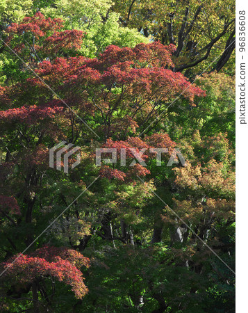 Colored autumn leaves 96836608