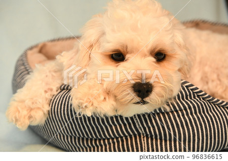 放鬆麥芽糖 放鬆麥芽糖 96836615