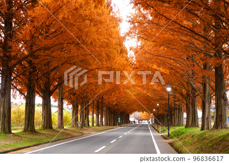 Metasequoia Trees, Autumn Leaves, Makino Kogen, Takashima City 96836617