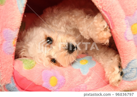 放鬆麥芽糖 96836797