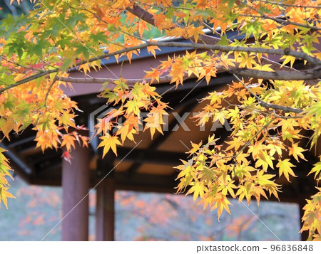 公園里美麗的楓葉 96836848