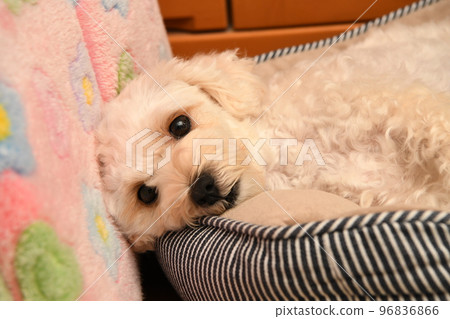 放鬆麥芽糖 放鬆麥芽糖 96836866