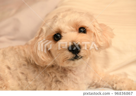 放鬆麥芽糖 96836867