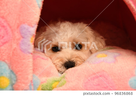 放鬆麥芽糖 96836868