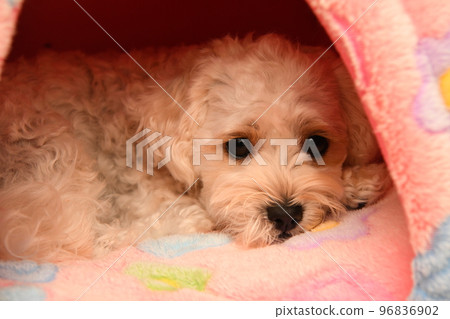 放鬆麥芽糖 放鬆麥芽糖 96836902