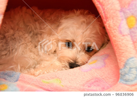 Relaxing maltipoo Relaxing maltipoo 96836906