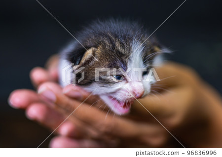 Cute little kitten sitting on the palm of a woman. 96836996