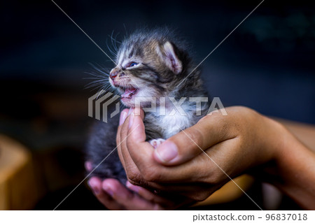 Cute little kitten sitting on the palm of a woman. Cute little kitten sitting on the palm of a woman. 96837018