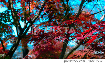 Red autumn leaves Red autumn leaves 96837537