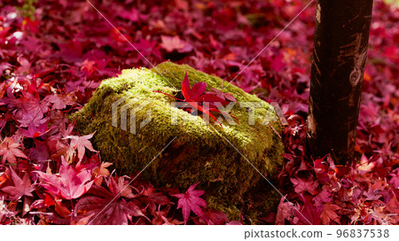 Red autumn leaves on the moss 96837538