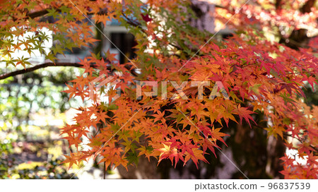 Autumn leaves Autumn leaves 96837539