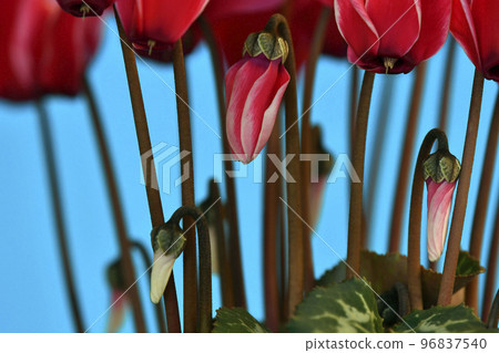 Kagaribi burning cyclamen (fix shooting) Kagaribi burning cyclamen (fix shooting) 96837540