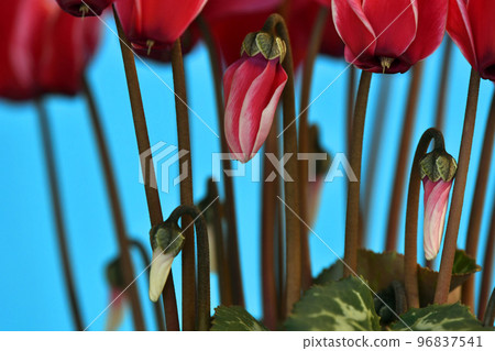Kagaribi burning cyclamen (fix shooting) Kagaribi burning cyclamen (fix shooting) 96837541