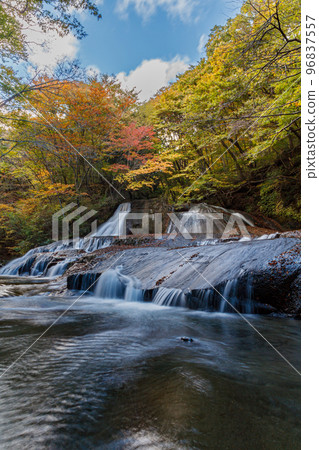 秋葉盛開，熊滑 96837557