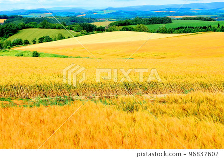Hokkaido Travelogue: Wheat Fields in Biei in July 96837602