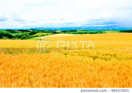 Hokkaido Travelogue: Wheat Fields in Biei in July 96837603