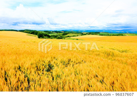 Hokkaido Travelogue: Wheat Fields in Biei in July Hokkaido Travelogue: Wheat Fields in Biei in July 96837607