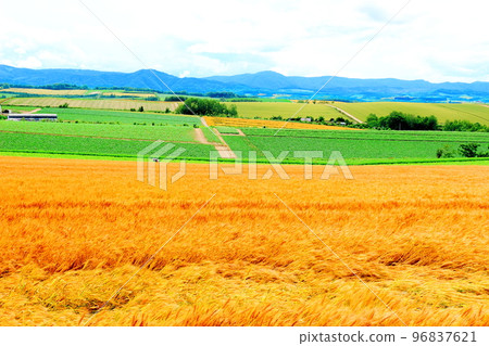 Hokkaido Travelogue: Wheat Fields in Biei in July Hokkaido Travelogue: Wheat Fields in Biei in July 96837621