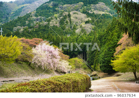 Ugui River (Senbonzakura of Ayukawa) Spring 2022 96837634