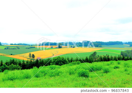 Hokkaido Travelogue Shinei no Oka in July Hokkaido Travelogue Shinei no Oka in July 96837843