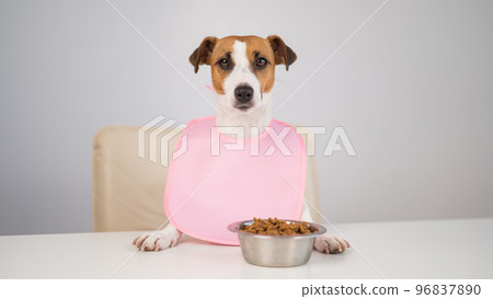 Dog jack russell terrier at the dinner table in a pink bib. Dog jack russell terrier at the dinner table in a pink bib. 96837890