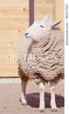 Profile sheep Profile sheep 96837967