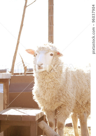 Sheep 96837984