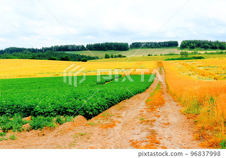 Hokkaido Travelogue Wheat Fields in Chiyoda, Biei Town in July Hokkaido Travelogue Wheat Fields in Chiyoda, Biei Town in July 96837998