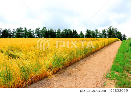 Hokkaido Travelogue Wheat Fields in Chiyoda, Biei Town in July 96838029