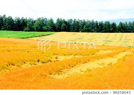 Hokkaido Travelogue Wheat Fields in Chiyoda, Biei Town in July Hokkaido Travelogue Wheat Fields in Chiyoda, Biei Town in July 96838043