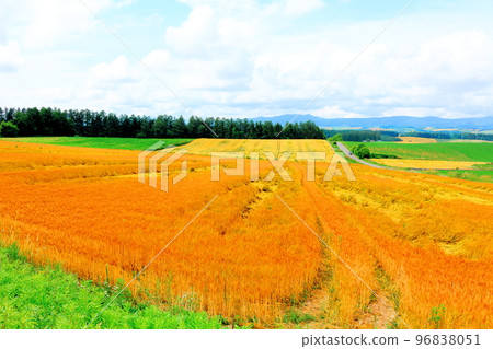 Hokkaido Travelogue Wheat Fields in Chiyoda, Biei Town in July Hokkaido Travelogue Wheat Fields in Chiyoda, Biei Town in July 96838051