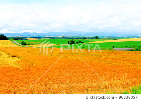 Hokkaido Travelogue Wheat Fields in Chiyoda, Biei Town in July Hokkaido Travelogue Wheat Fields in Chiyoda, Biei Town in July 96838057