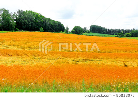 Hokkaido Travelogue Wheat Fields in Chiyoda, Biei Town in July 96838075