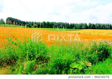Hokkaido Travelogue Wheat Fields in Chiyoda, Biei Town in July 96838076
