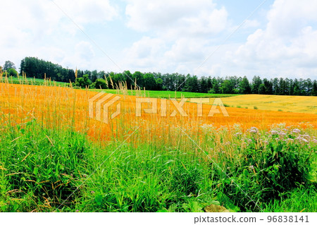 Hokkaido Travelogue Wheat Fields in Chiyoda, Biei Town in July 96838141